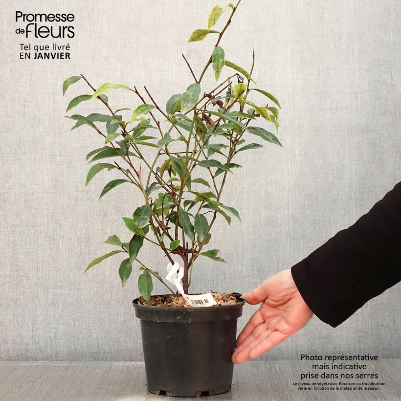 Magnolia figo - Arbusto de la banana Maceta 2L/3L Ejemplar entregado en invierno