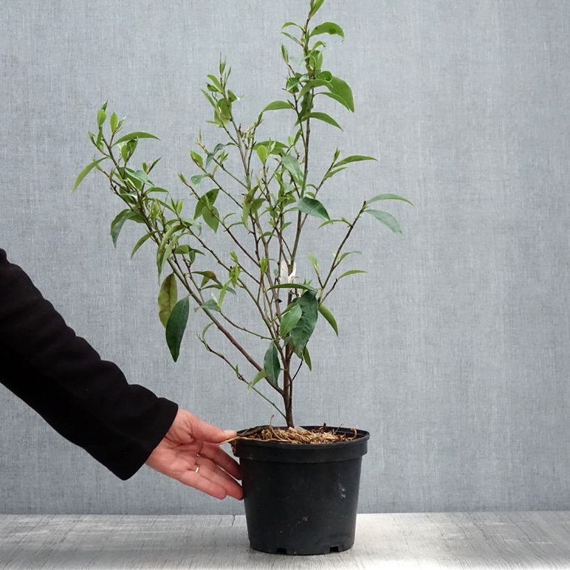Magnolia figo - Arbusto de la banana Maceta 2L/3L Ejemplar entregado en la primavera