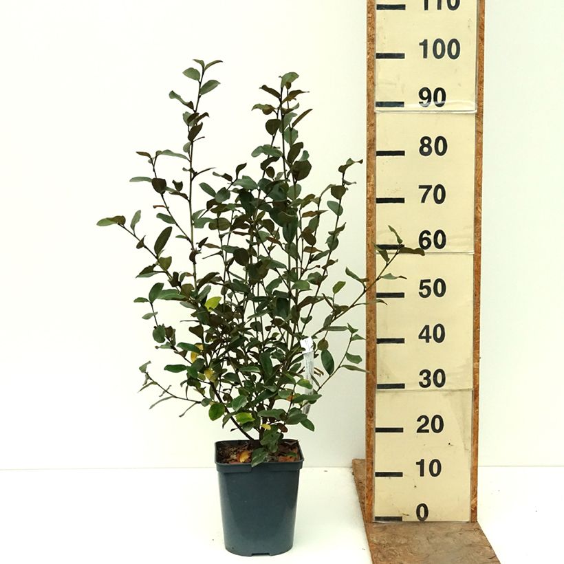 Ejemplar de Magnolia yunnanensis Gail's Favorite - Michelia Maceta 4L/5L entregado en otoño
