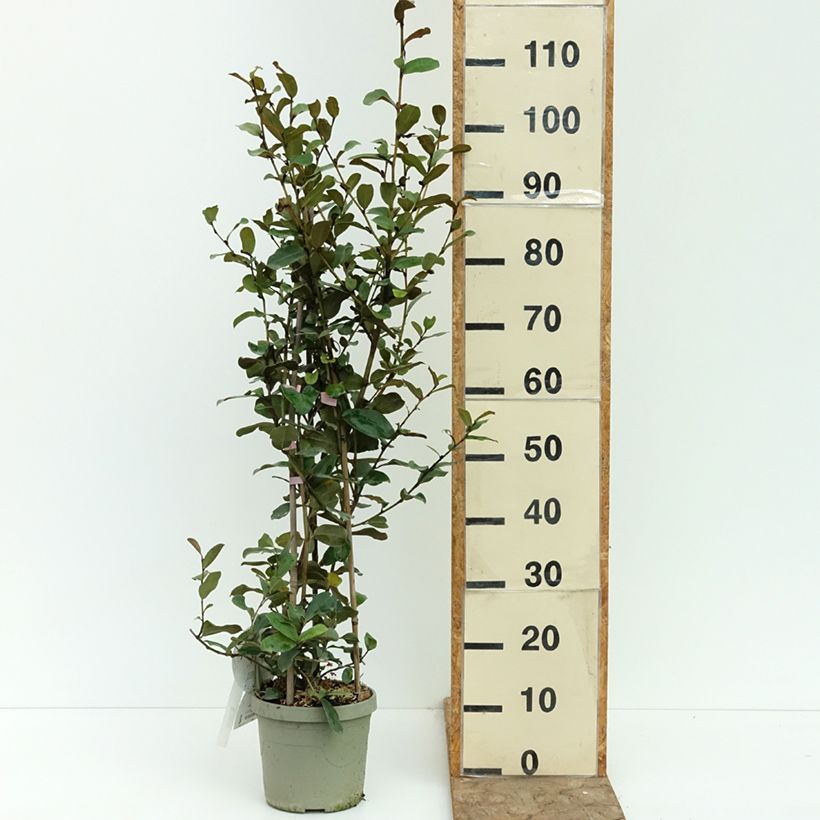 Ejemplar de Magnolia yunnanensis Gail's Favorite - Michelia Maceta 4L/5L entregado en verano