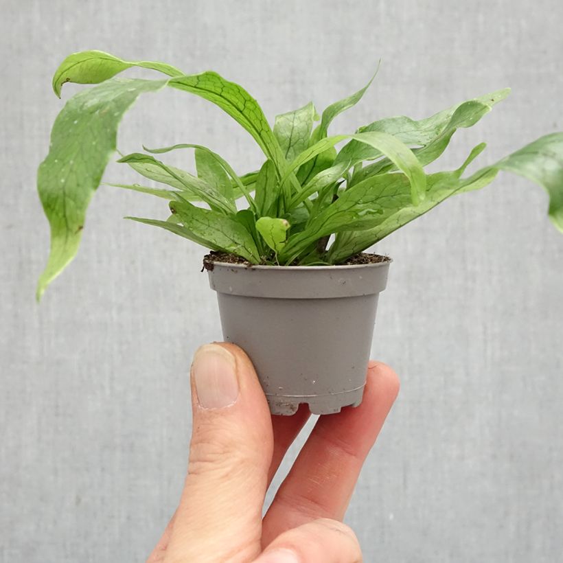 Microsorum musifolium Crocodyllus - Helecho Cocodrilo miniplanta Ejemplar entregado en la primavera