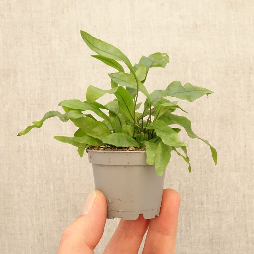 Microsorum pteropus - Fougère de Java miniplanta Ejemplar entregado en la primavera