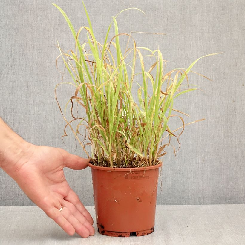 Ejemplar de Milium effusum Aureum Maceta 1L/1,5L entregado en otoño
