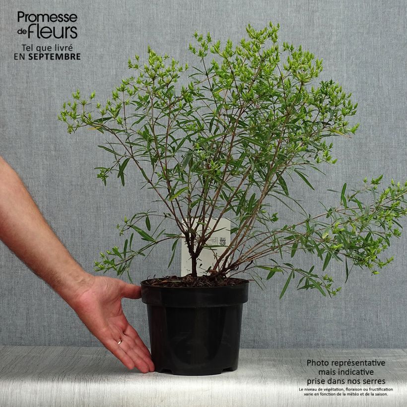 Ejemplar de Hypericum kalmianum Gemo - Hipérico Maceta 3L/4L entregado en verano