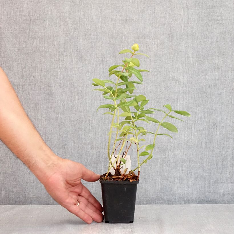 Ejemplar de Hypericum calycinum - Hiperico rastrero Maceta de 7/8 cm entregado en verano