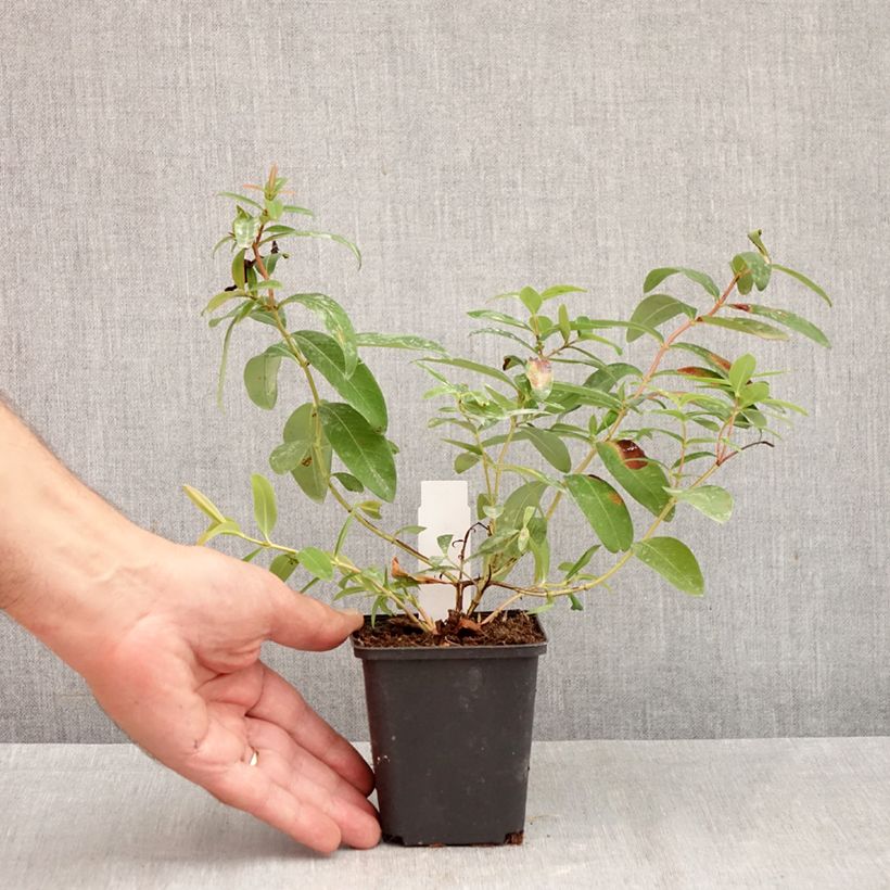 Ejemplar de Hypericum calycinum - Hiperico rastrero Maceta de 7/8 cm entregado en otoño