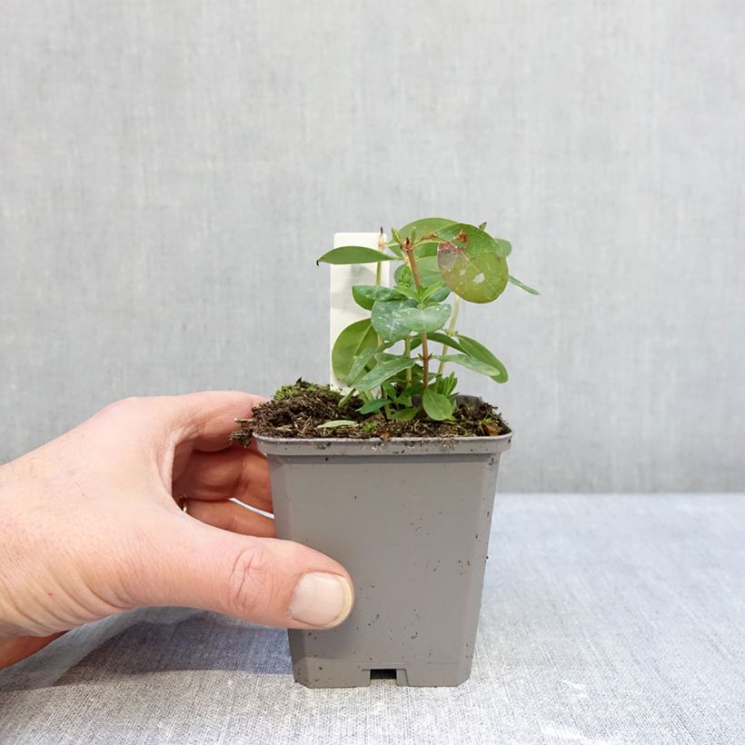 Hypericum calycinum - Hiperico rastrero Maceta de 7/8 cm Ejemplar entregado en invierno