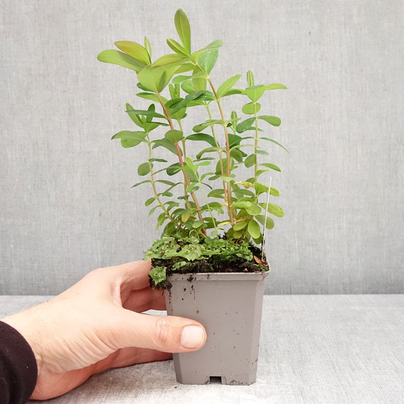 Hypericum calycinum - Hiperico rastrero Maceta de 7/8 cm Ejemplar entregado en la primavera