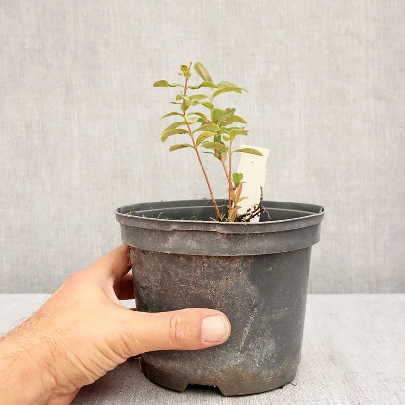 Ejemplar de Hypericum calycinum - Hiperico rastrero Maceta 2L/3L entregado en verano
