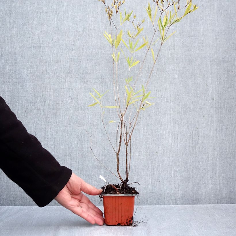 Ejemplar de Hypericum densiflorum Buttercup - Hipérico Maceta de 8/9 cm entregado en otoño