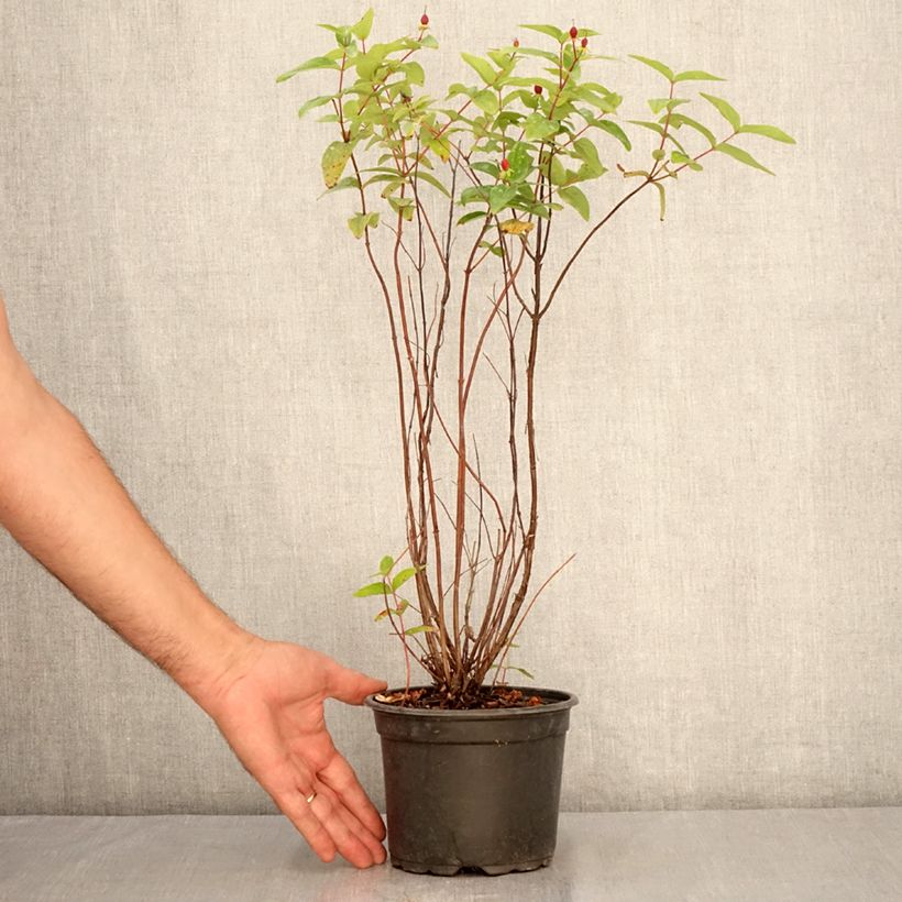 Ejemplar de Hypericum inodorum Elstead - Hipérico Maceta 1,5L/2L entregado en verano