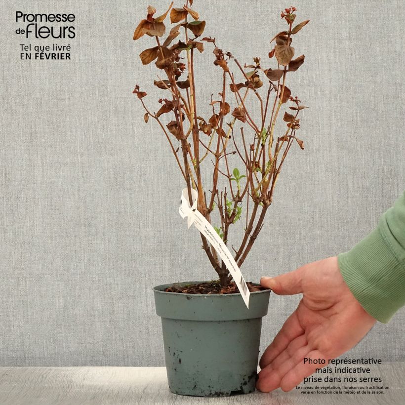 Hypericum inodorum Miracle Pistache - Hipérico Maceta 2L/3L Ejemplar entregado en invierno