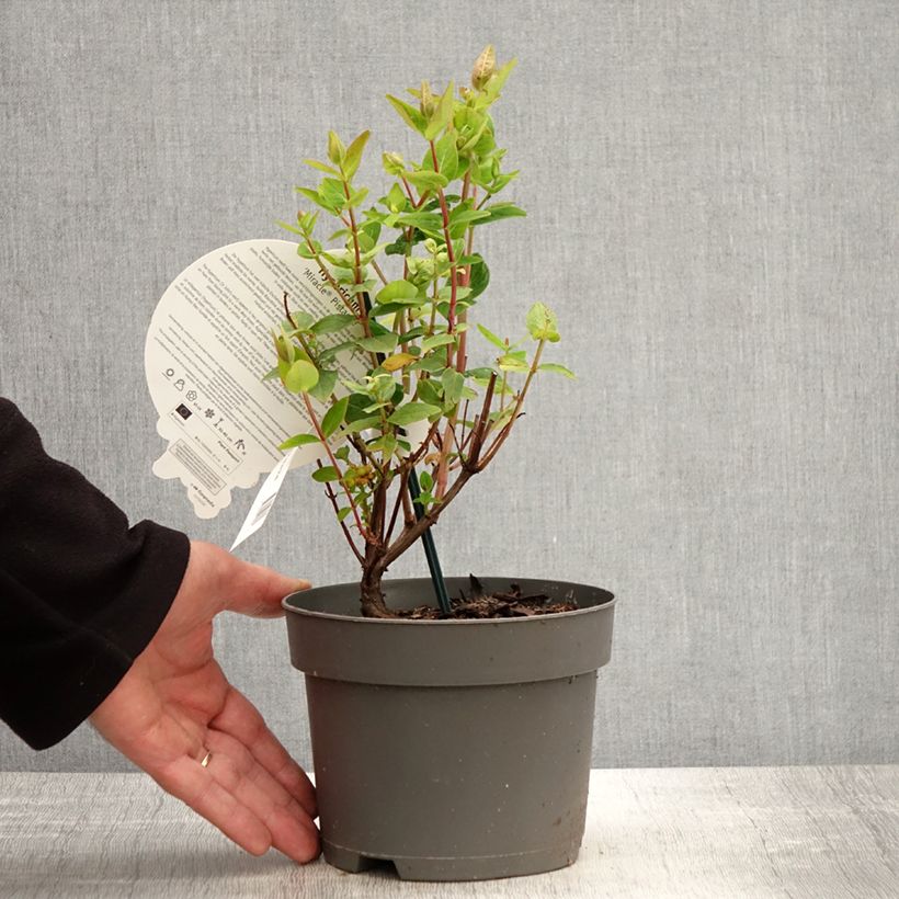 Hypericum inodorum Miracle Pistache - Hipérico Maceta 2L/3L Ejemplar entregado en la primavera