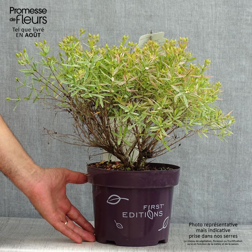 Ejemplar de Hypericum kalmianum Cobalt-n-Gold - Hipérico Maceta 2L/3L entregado en verano