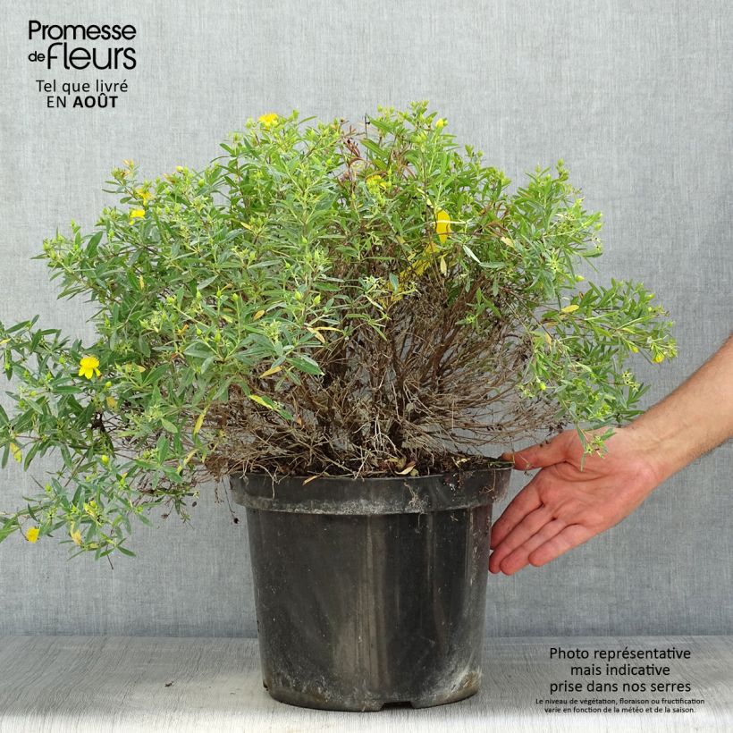 Ejemplar de Hypericum kalmianum Cobalt-n-Gold - Hipérico Maceta 7,5L/10L entregado en verano