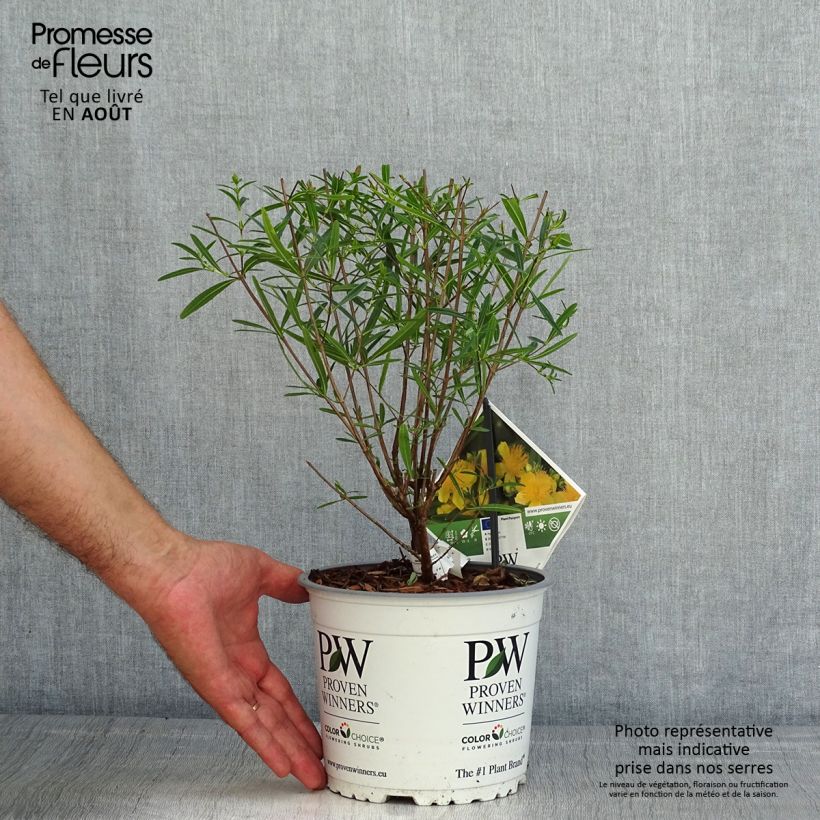 Ejemplar de Hypericum kalmianum Sunny Boulevard - Hipérico Maceta 2L/3L entregado en verano