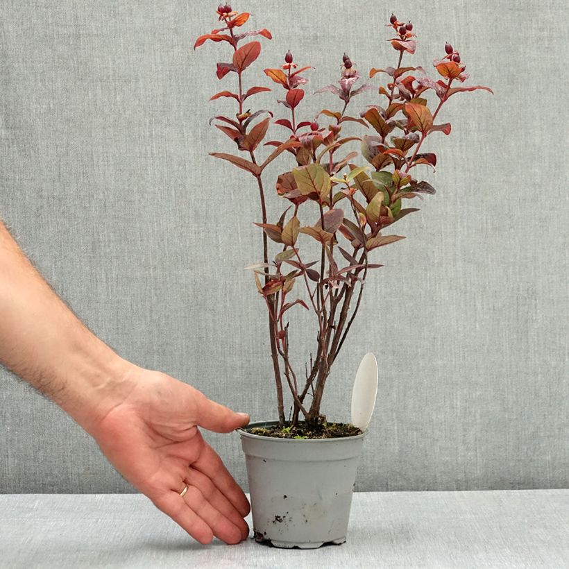 Ejemplar de Hypericum MIRACLE Night - Hipérico Maceta de 12 cm / 13 cm entregado en verano