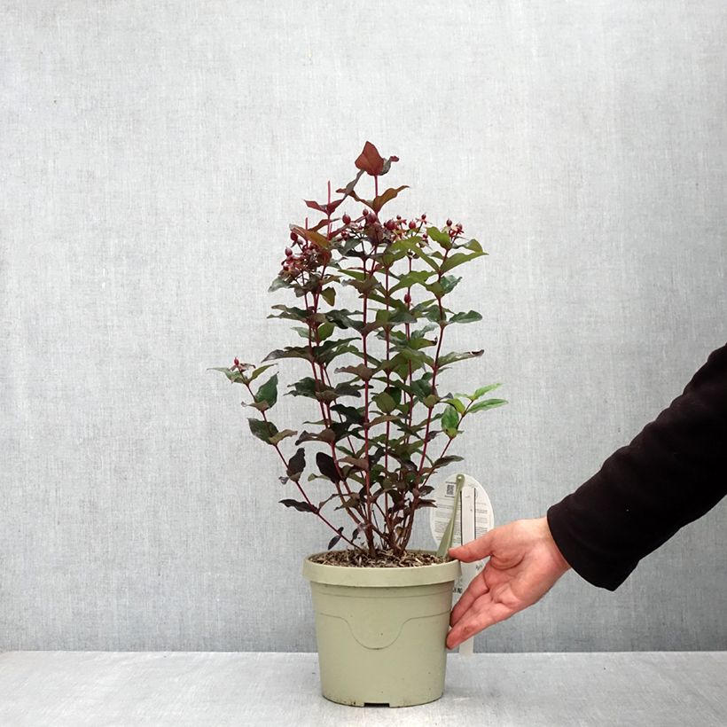 Ejemplar de Hypericum MIRACLE Night - Hipérico Maceta 3L/4L entregado en otoño