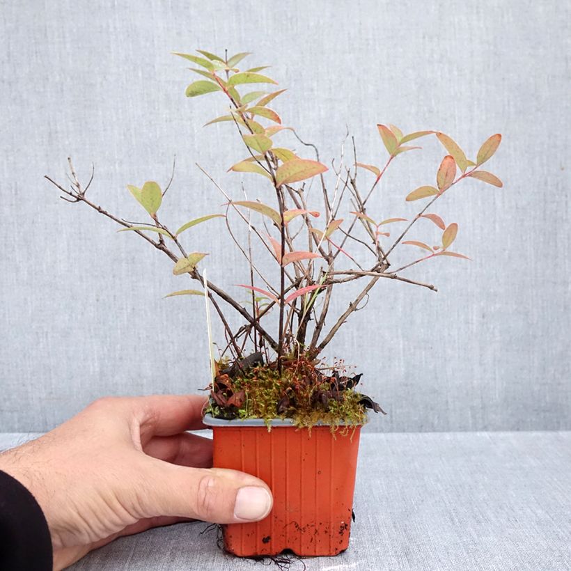 Ejemplar de Hypericum moserianum Tricolor - Hipérico Maceta de 8/9 cm entregado en otoño
