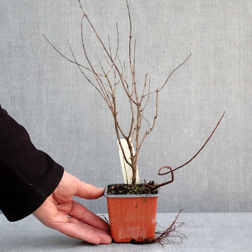 Hypericum moserianum Tricolor - Hipérico Maceta de 8/9 cm Ejemplar entregado en invierno