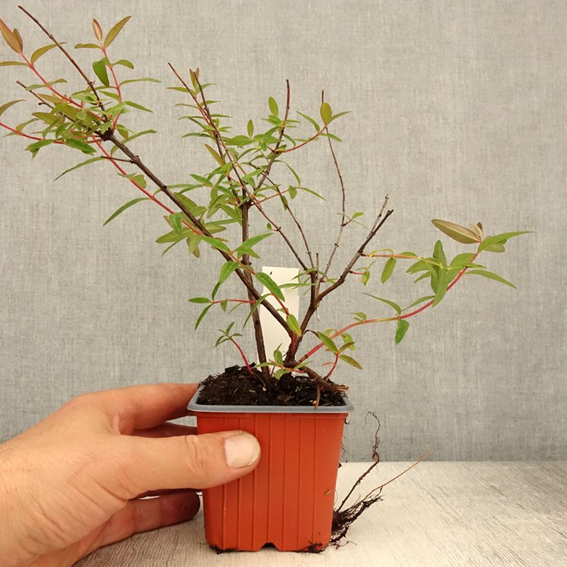 Hypericum moserianum Tricolor - Hipérico Maceta de 8/9 cm Ejemplar entregado en la primavera