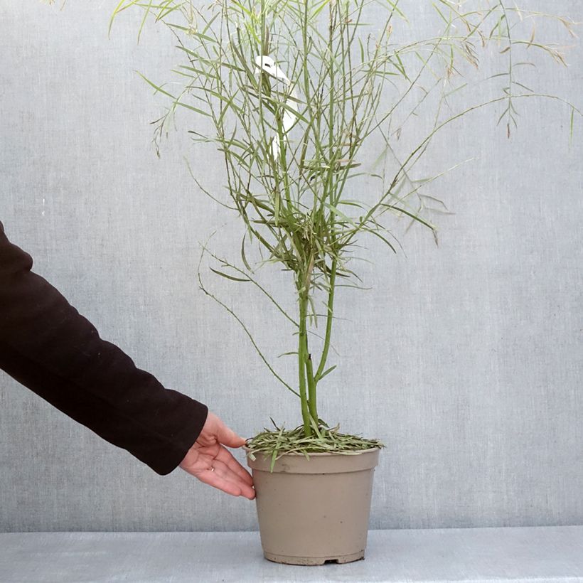 Acacia iteaphylla - Mimosa Maceta 4L/5L Ejemplar entregado en la primavera