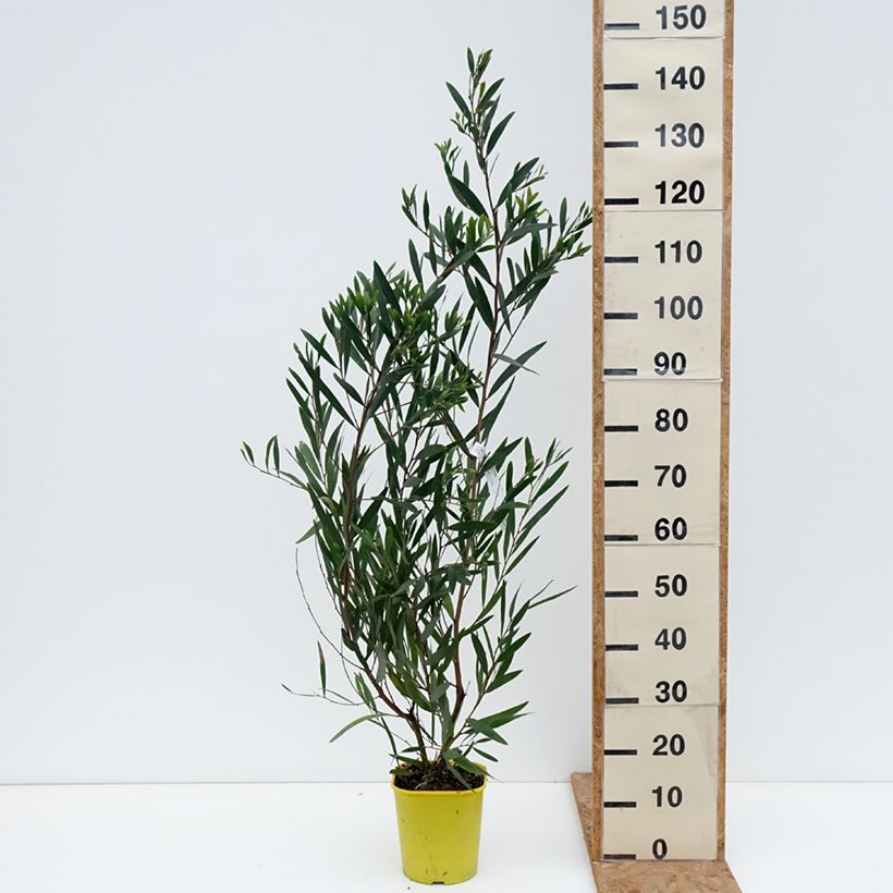 Ejemplar de Acacia longifolia - Mimosa dorada Maceta 4L/5L entregado en otoño