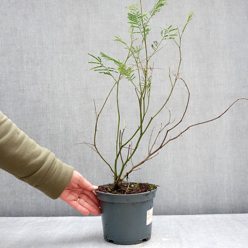 Acacia dealbata - Mimosa plateada Maceta 2L/3L Ejemplar entregado en invierno