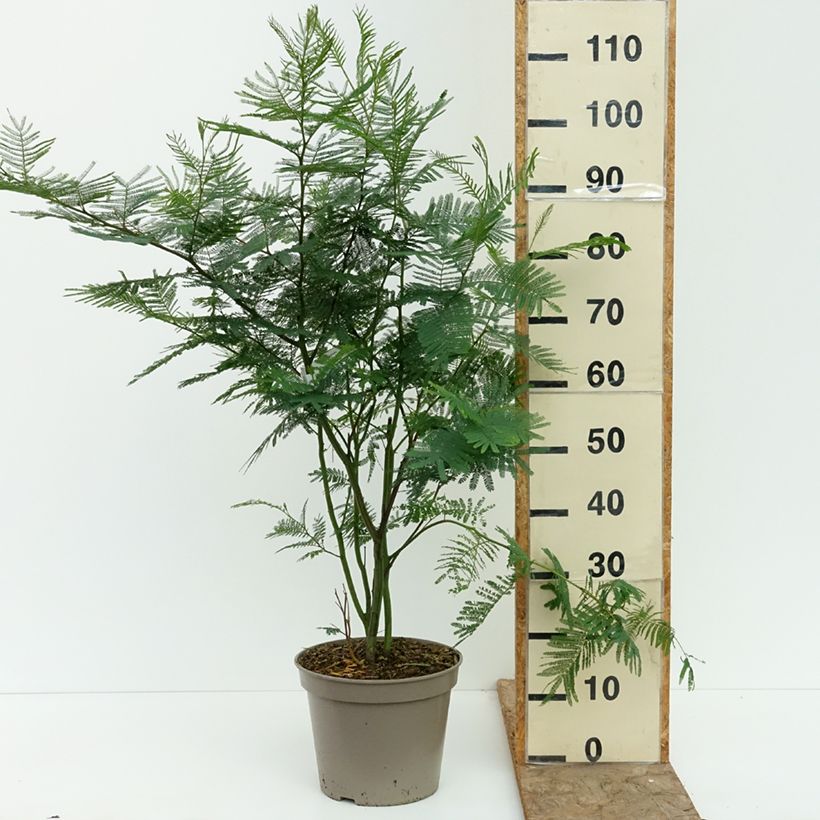 Ejemplar de Acacia dealbata - Mimosa plateada Maceta 4L/5L entregado en verano