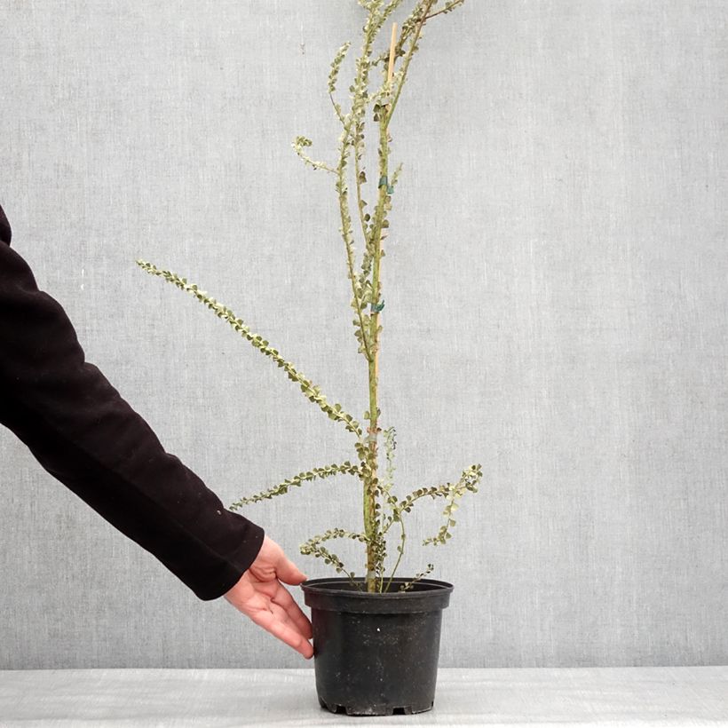 Acacia pravissima - Mimosa de oven Maceta 3L/4L Ejemplar entregado en invierno