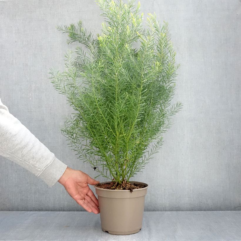 Ejemplar de Acacia boormanii - Mimosa Maceta 4L/5L entregado en otoño