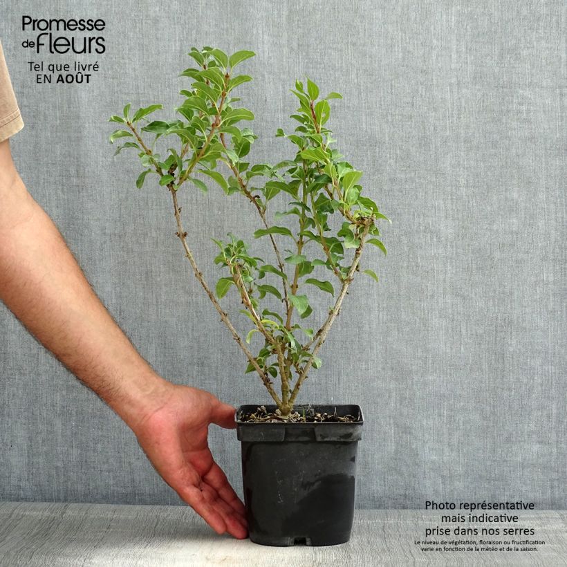 Ejemplar de Forsythia intermedia Mindor Maceta 2L/3L entregado en verano