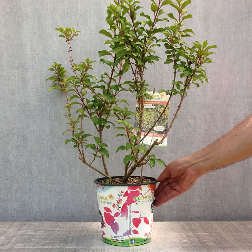 Ejemplar de Forsythia intermedia Mindor Maceta 4L/5L entregado en verano
