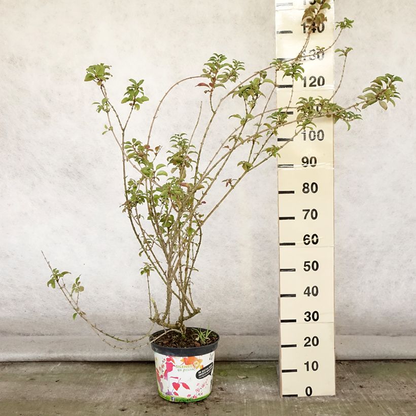 Ejemplar de Forsythia intermedia Mindor Maceta 7,5L/10L entregado en verano