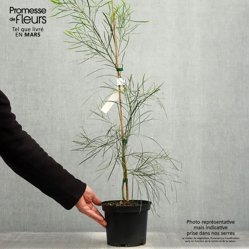 Acacia retinodes - Acacia amarilla Maceta 2L/3L Ejemplar entregado en la primavera