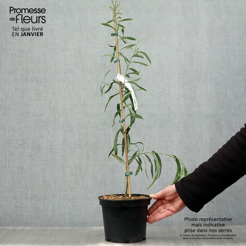 Acacia retinodes Lisette Maceta 2L/3L Ejemplar entregado en invierno