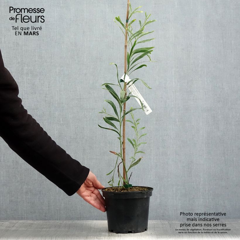 Acacia retinodes Lisette Maceta 2L/3L Ejemplar entregado en la primavera