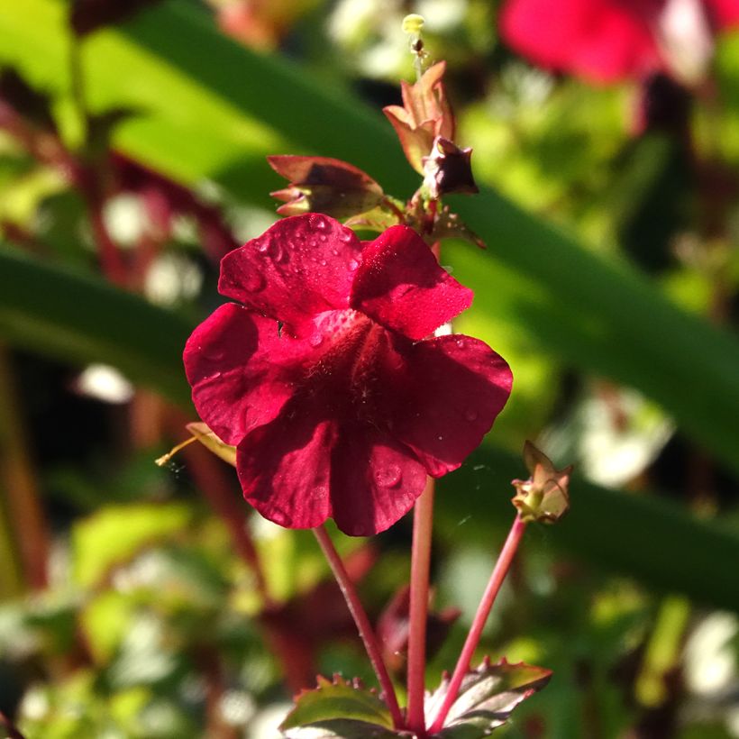 Mimulus cupreus Roter Kaiser (Floración)