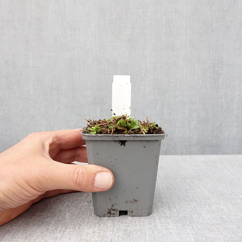 Mimulus cupreus Roter Kaiser Maceta de 8/9 cm Ejemplar entregado en la primavera