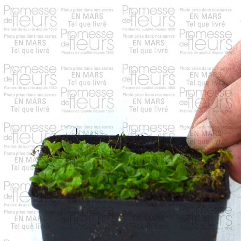 Ejemplo de ejemplar de Mimulus Highland Yellow Maceta de 8/9 cm tal y como se entrega