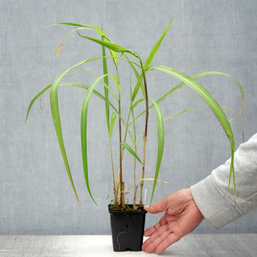 Ejemplar de Miscanthus floridulus Maceta de 8/9 cm entregado en verano