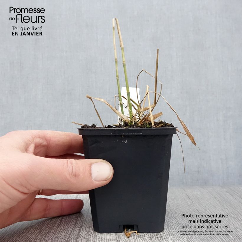 Miscanthus floridulus Maceta de 8/9 cm Ejemplar entregado en invierno