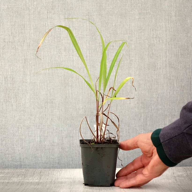 Ejemplar de Miscanthus nepalensis Maceta de 8/9 cm entregado en otoño