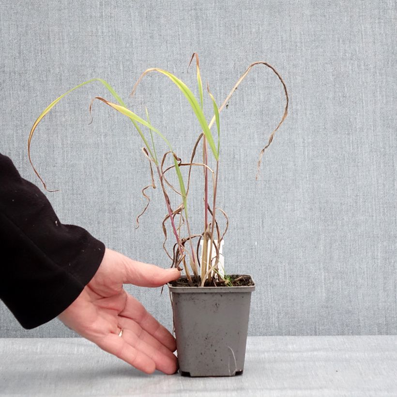 Miscanthus nepalensis Maceta de 8/9 cm Ejemplar entregado en invierno