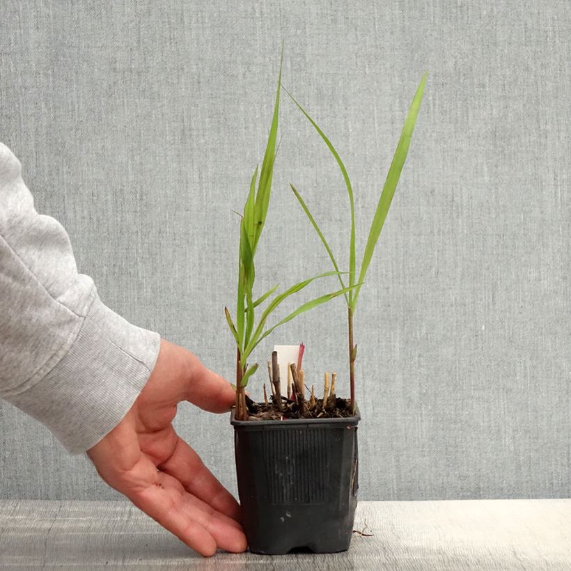 Miscanthus sacchariflorus Maceta de 8/9 cm Ejemplar entregado en la primavera