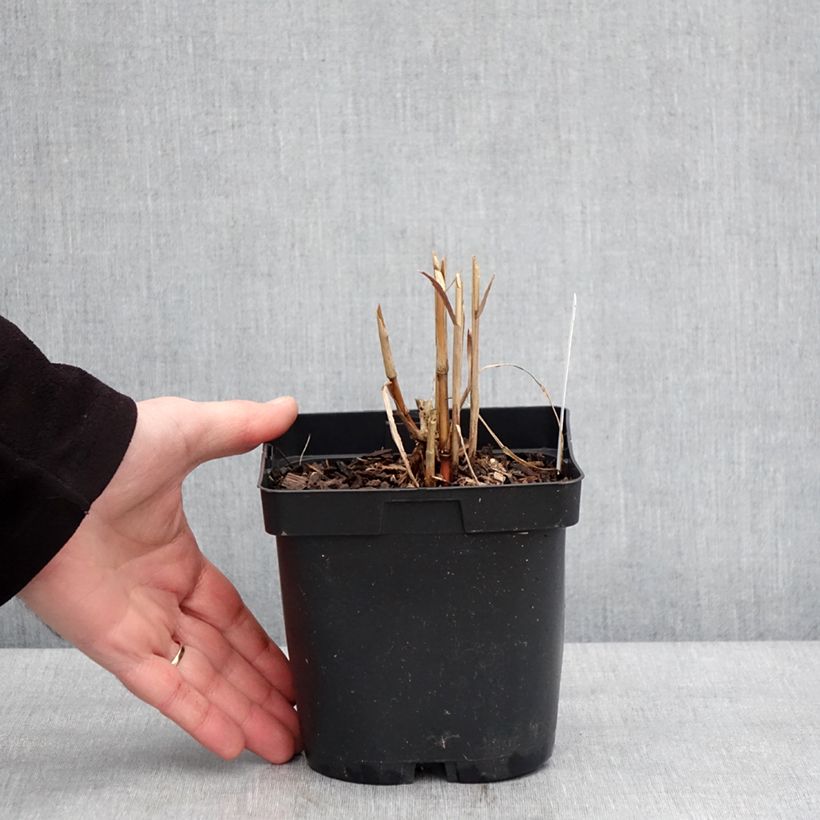 Miscanthus sacchariflorus Maceta 2L/3L Ejemplar entregado en invierno