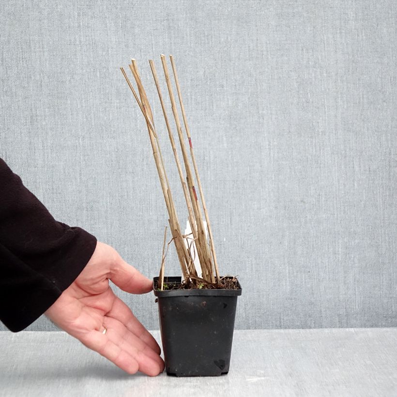 Ejemplar de Miscanthus sinensis Afrika - Eulalie - Roseau de Chine Godet de 8/9 cm entregado en otoño