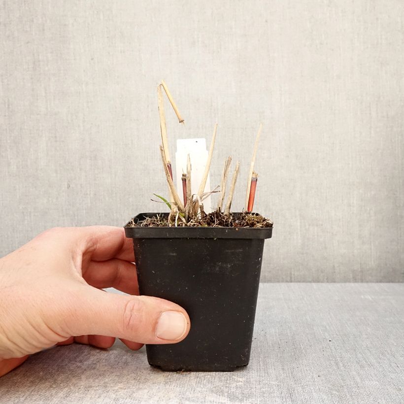 Miscanthus sinensis Afrika Maceta de 8/9 cm Ejemplar entregado en la primavera