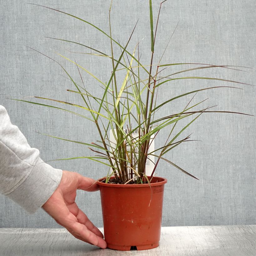 Ejemplar de Miscanthus sinensis Aperitiv Maceta 1L/1,5L entregado en verano
