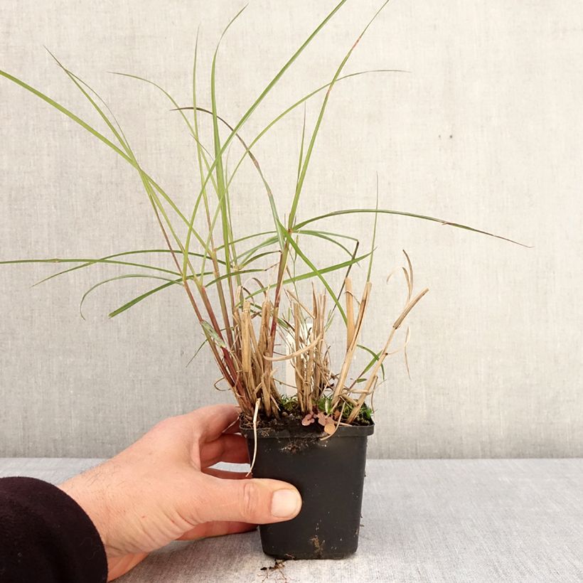 Miscanthus sinensis Aperitiv Maceta de 8/9 cm Ejemplar entregado en la primavera